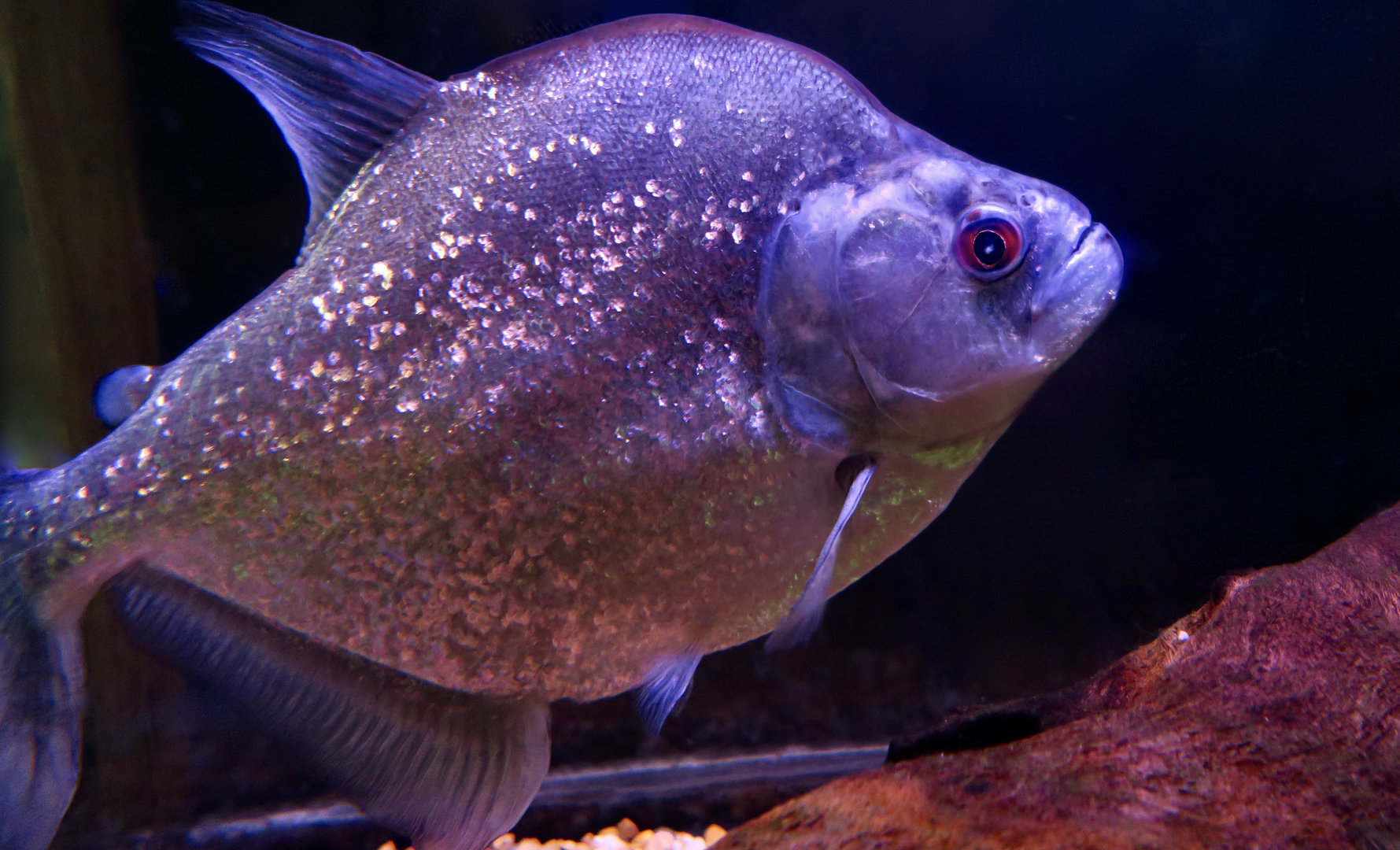 Violet-Line Piranha (Serrasalmus geryi)