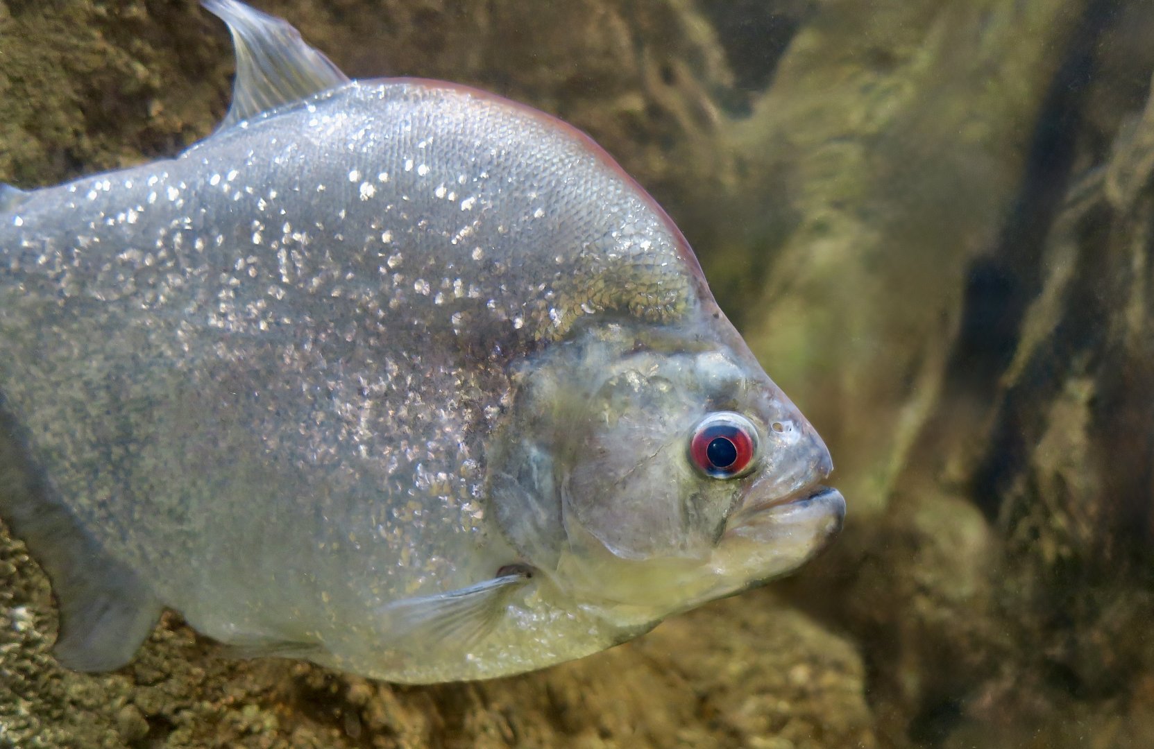 Violet Line Piranha (Serrasalmus geryi)