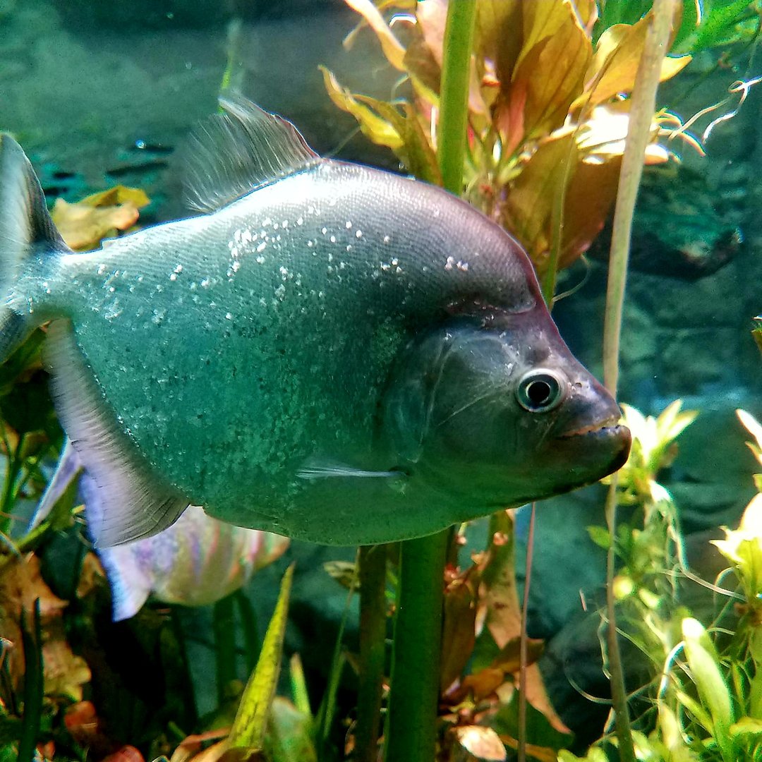 Violet-Line Piranhas (Serrasalmus geryi)
