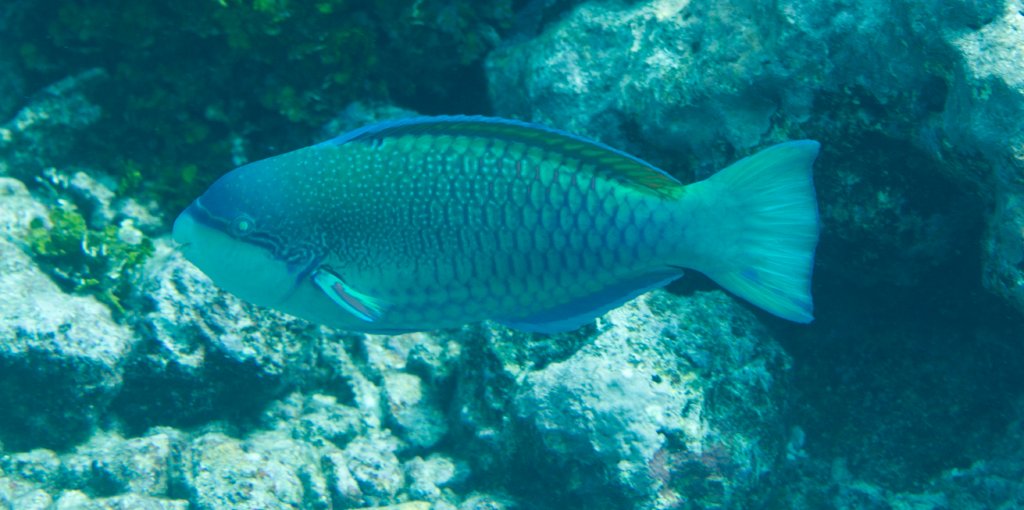 Violet-lined Parrotfish (Scarus globiceps)
