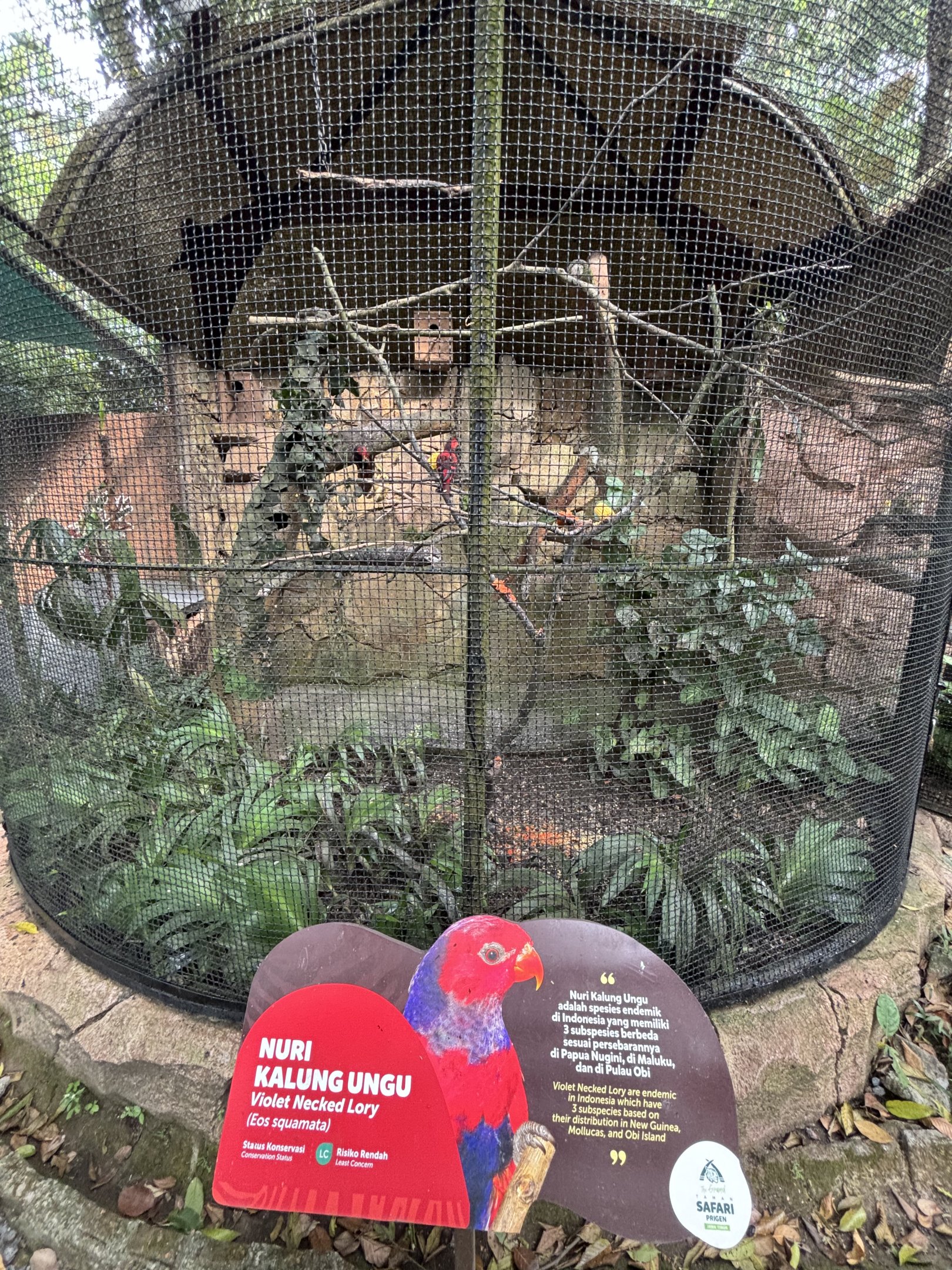 Violet-necked Lory Aviary