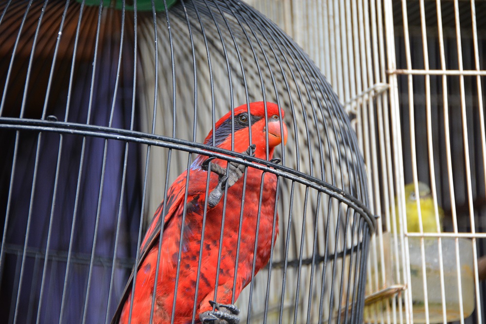 Violet-necked Lory ?  Bali bird market