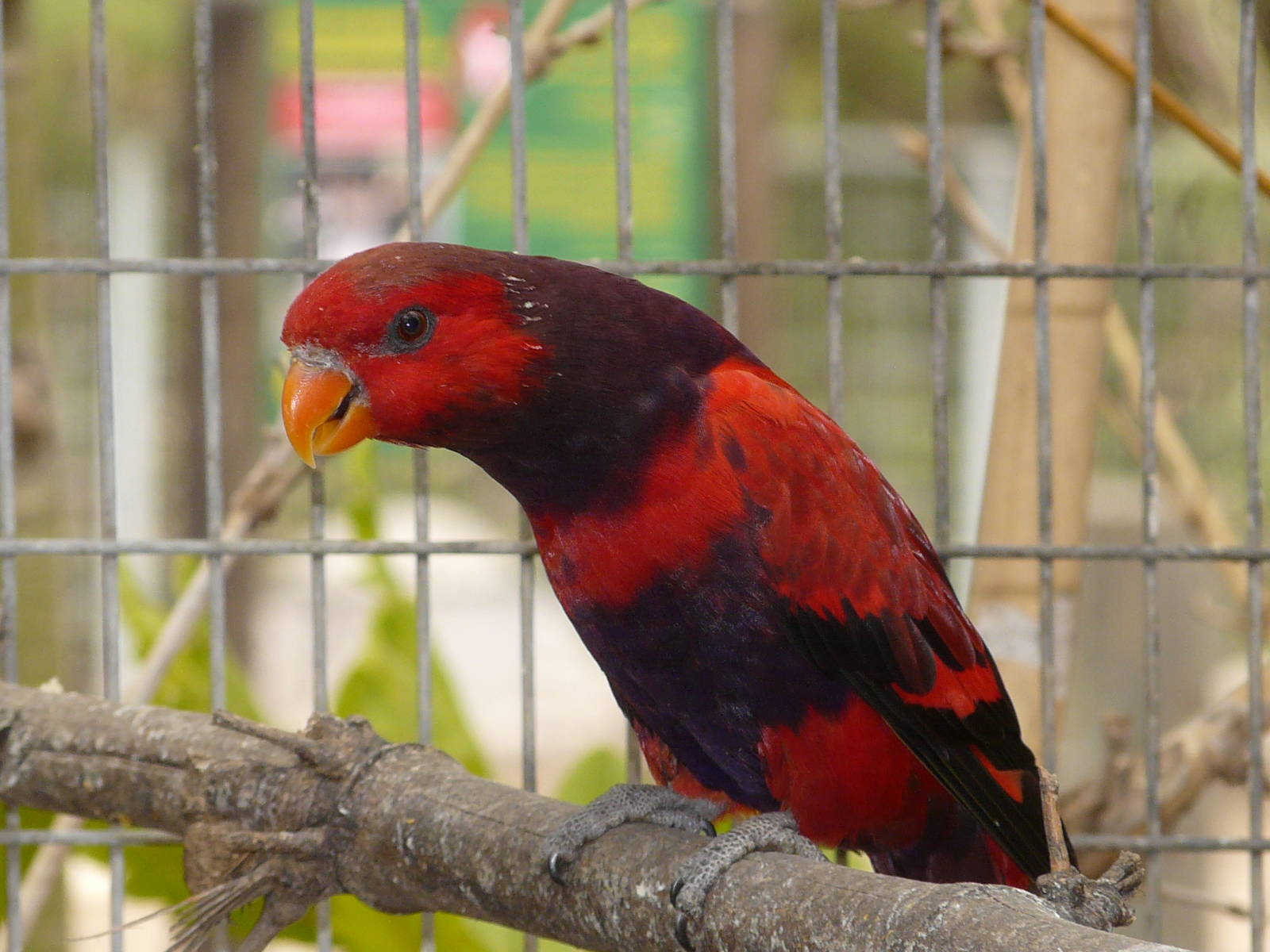 Violet-necked lory/ Eos squamata
