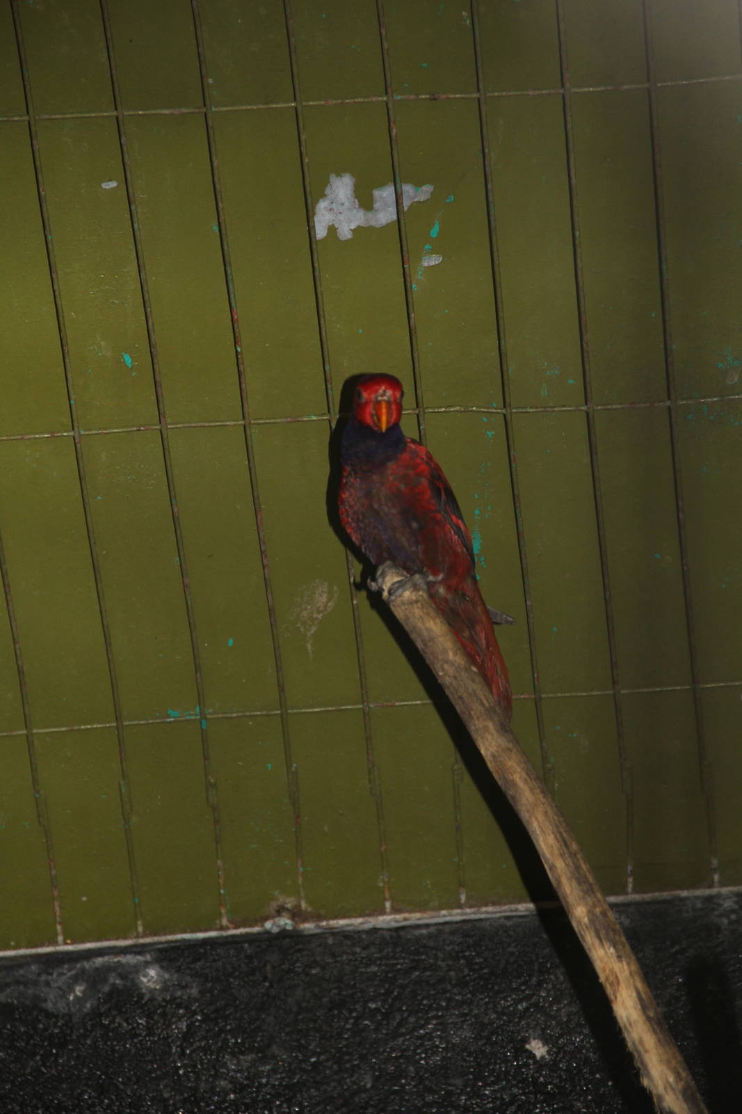 Violet-necked Lory (Eos squamata)
