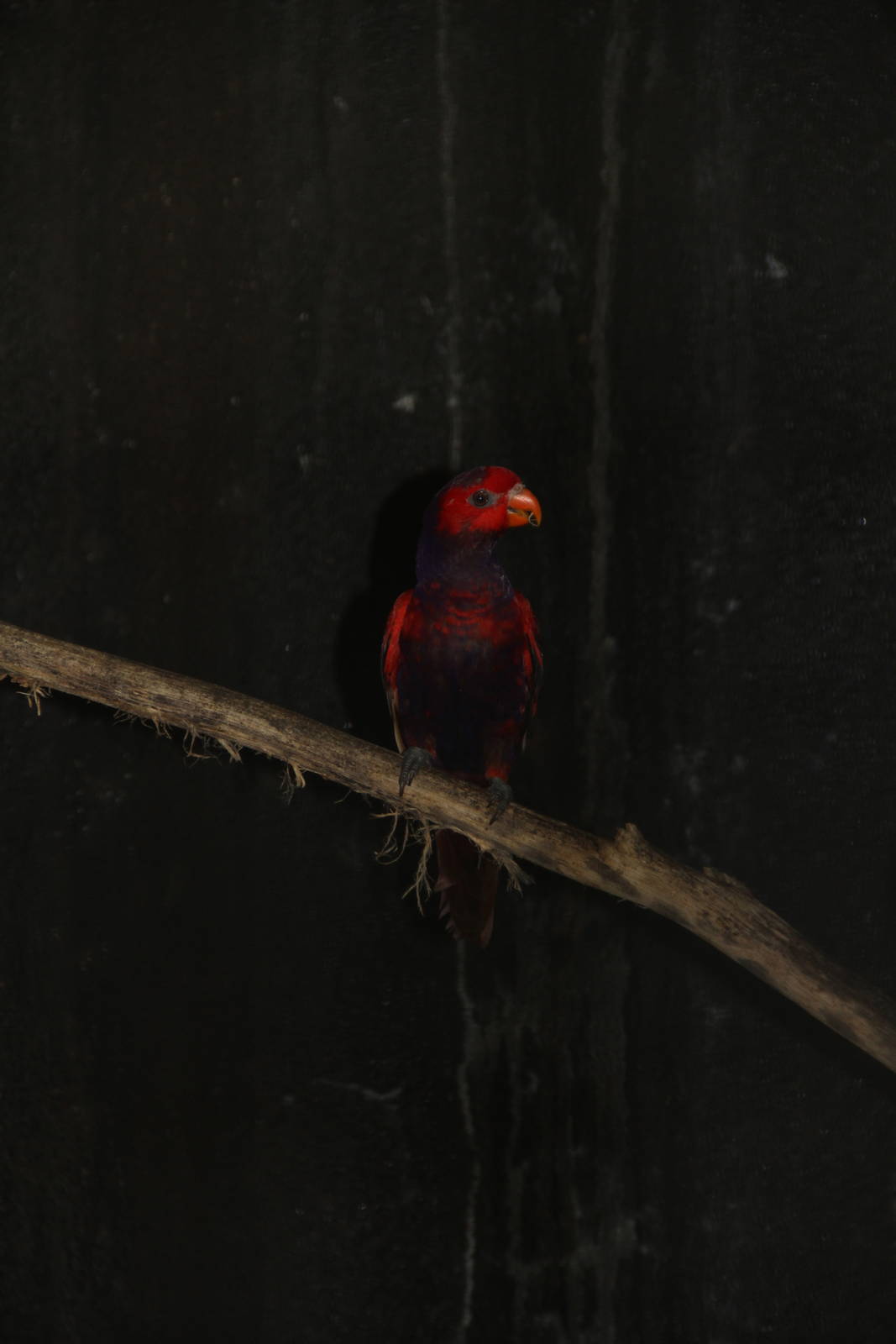 Violet-necked Lory (Eos squamata)
