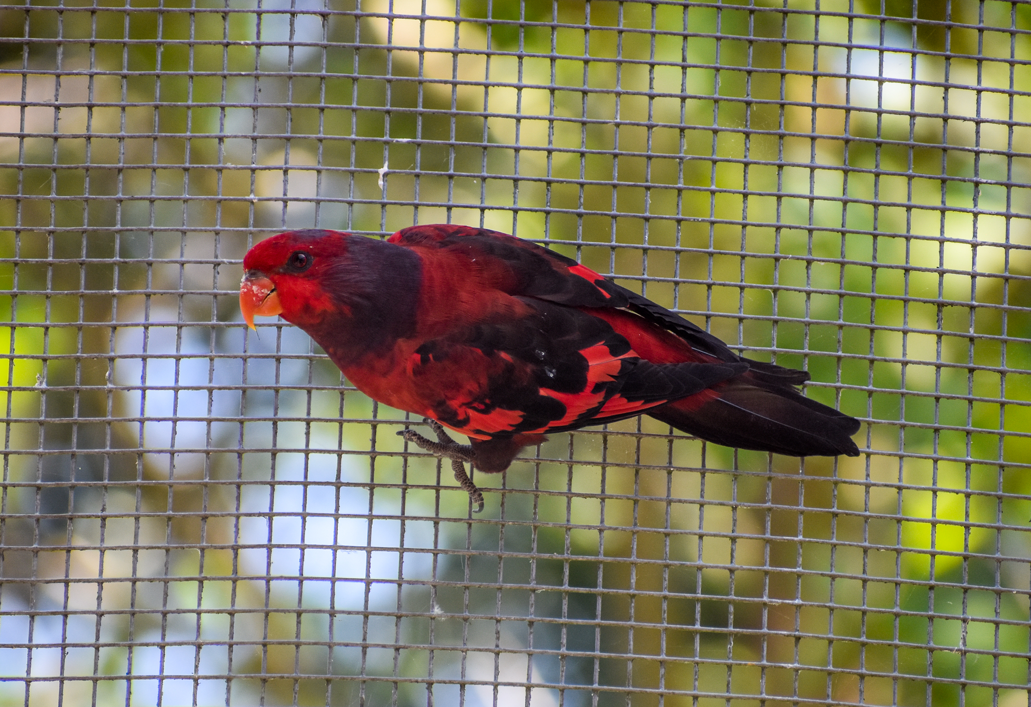 Violet-necked Lory