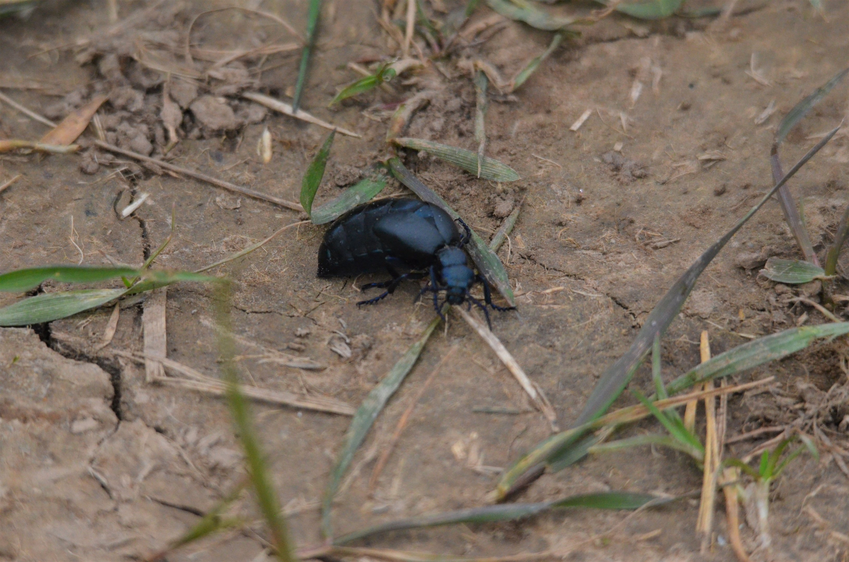 Violet Oil Beetle, Mouth of the Nene, 28/03/17