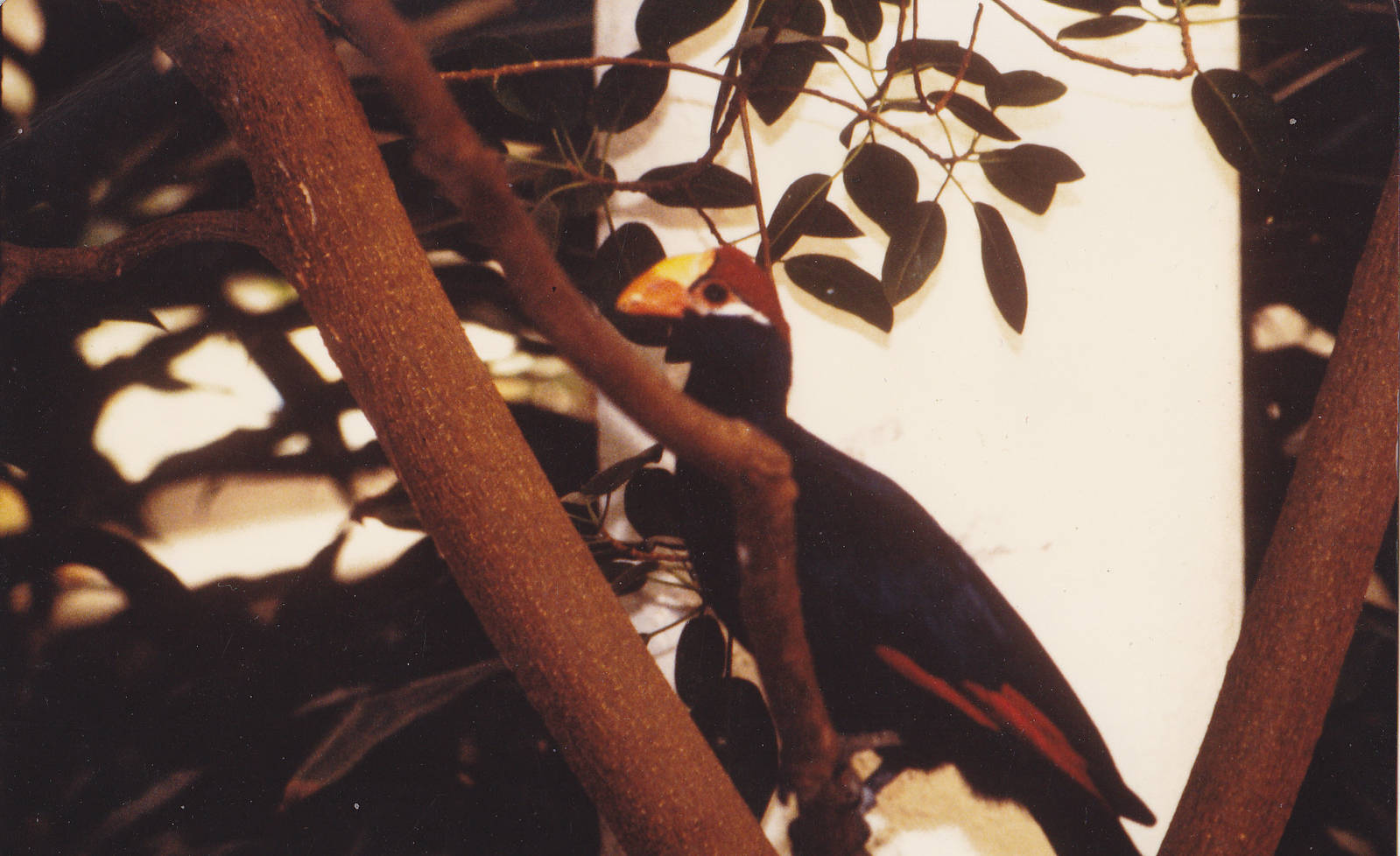 Violet plaintain-eater