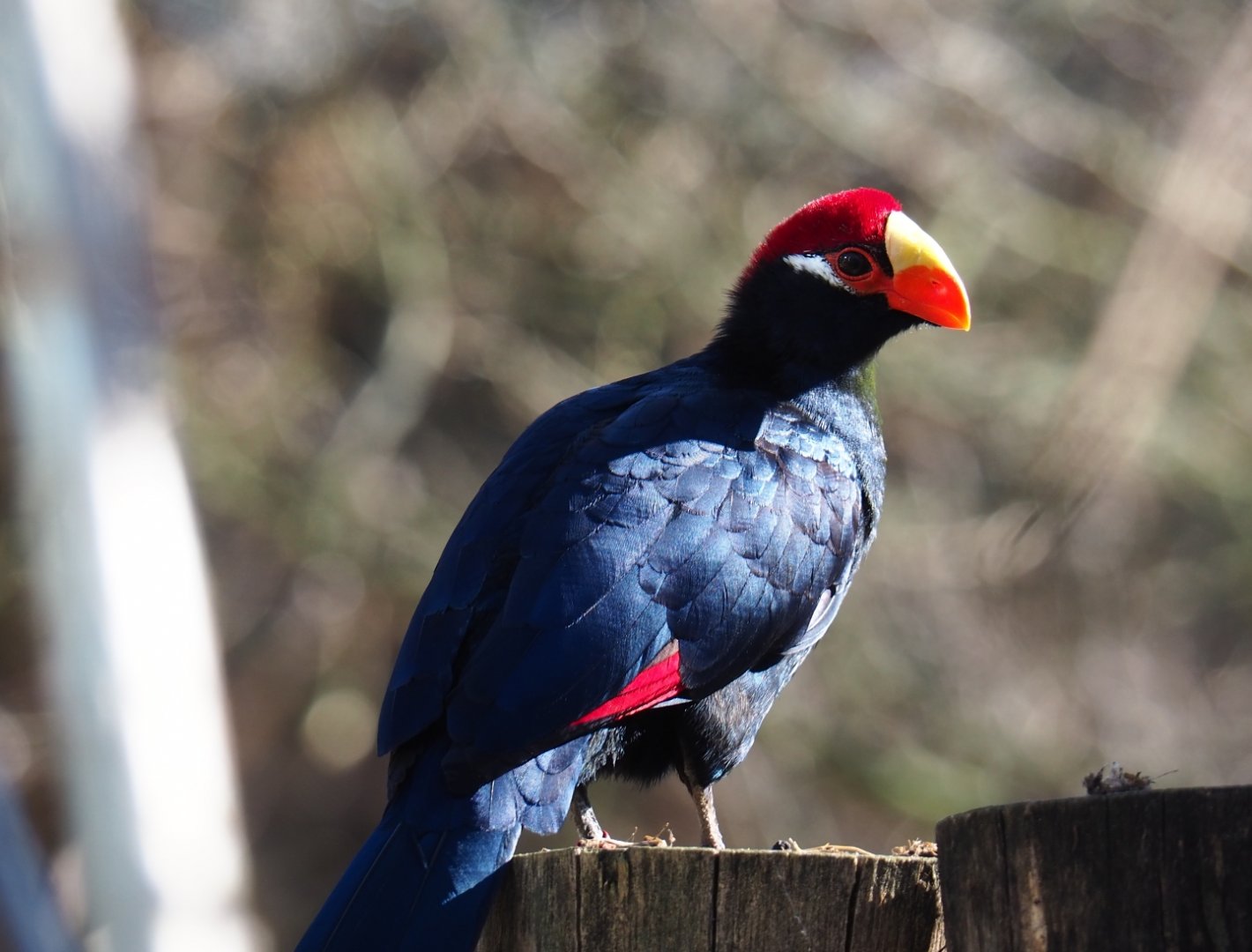 Violet plantain-eater (Musophaga violacea), Feb 27th, 2019