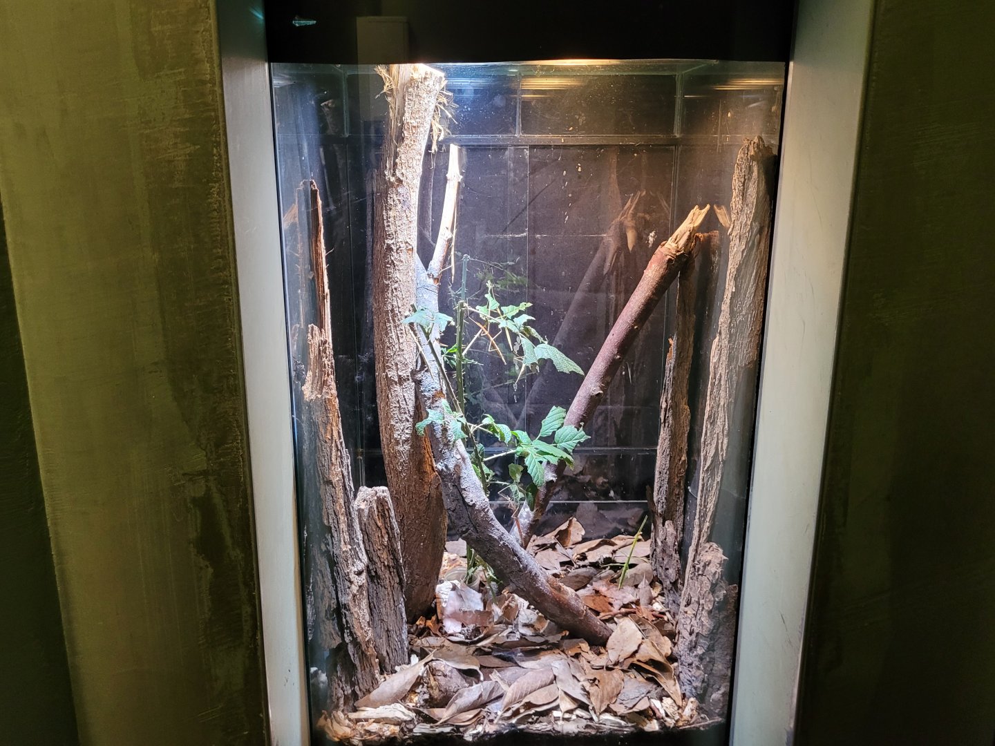 Violet rose chafer and French stick insect exhibit -Parc Zoologique de Paris (2022)