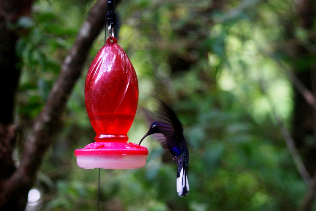 Violet Sabrewing at Monteverde Hummingbird Gallery, 20/04/14