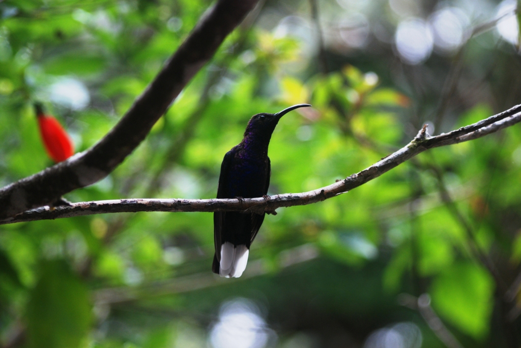 Violet Sabrewing at Monteverde Hummingbird Gallery, 20/04/14