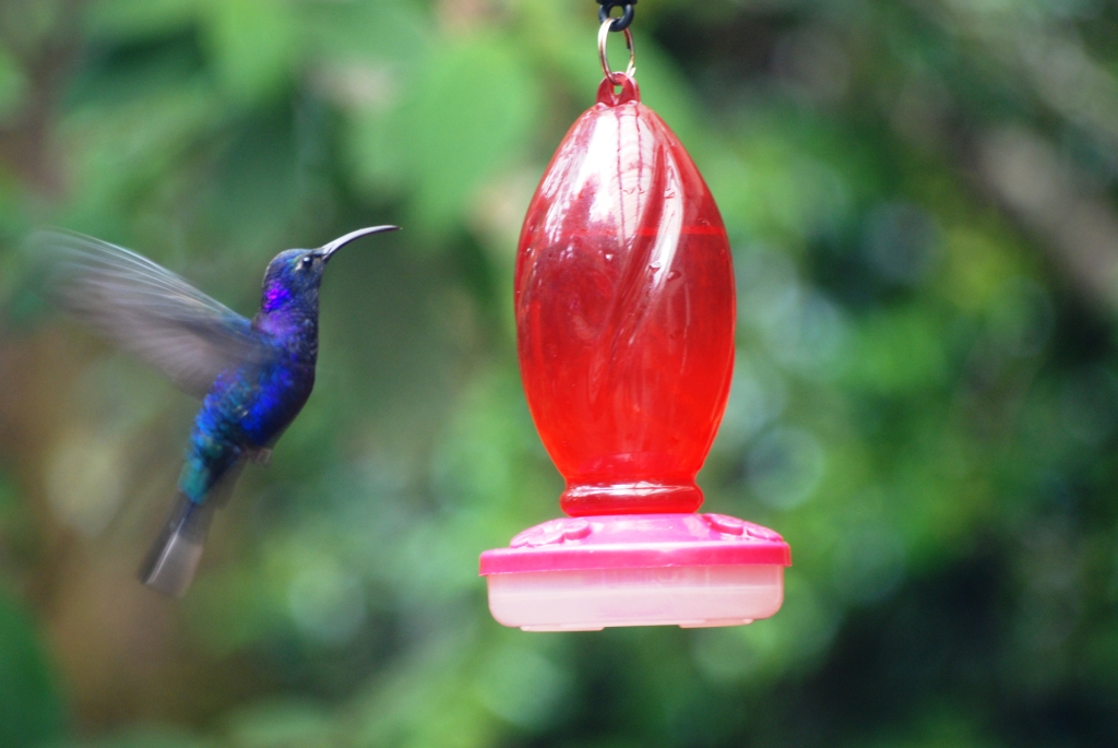 Violet Sabrewing at Monteverde Hummingbird Gallery, 21/04/14