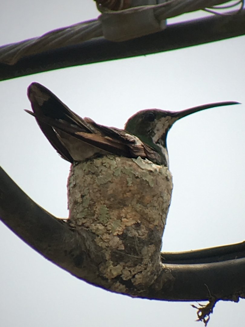 Violet Sabrewing female on nest - Apr 2019
