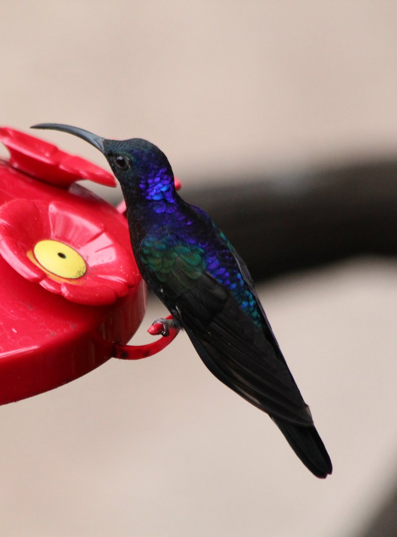 Violet Sabrewing Hummingbird - Mar 2019