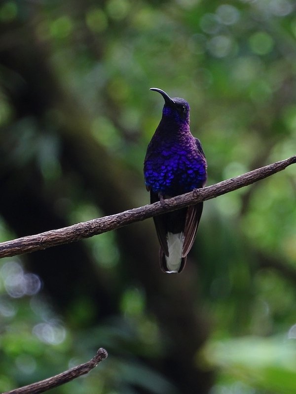Violet Sabrewing, male