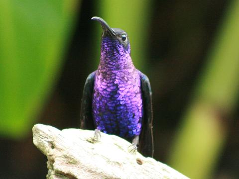 Violet Sabrewing