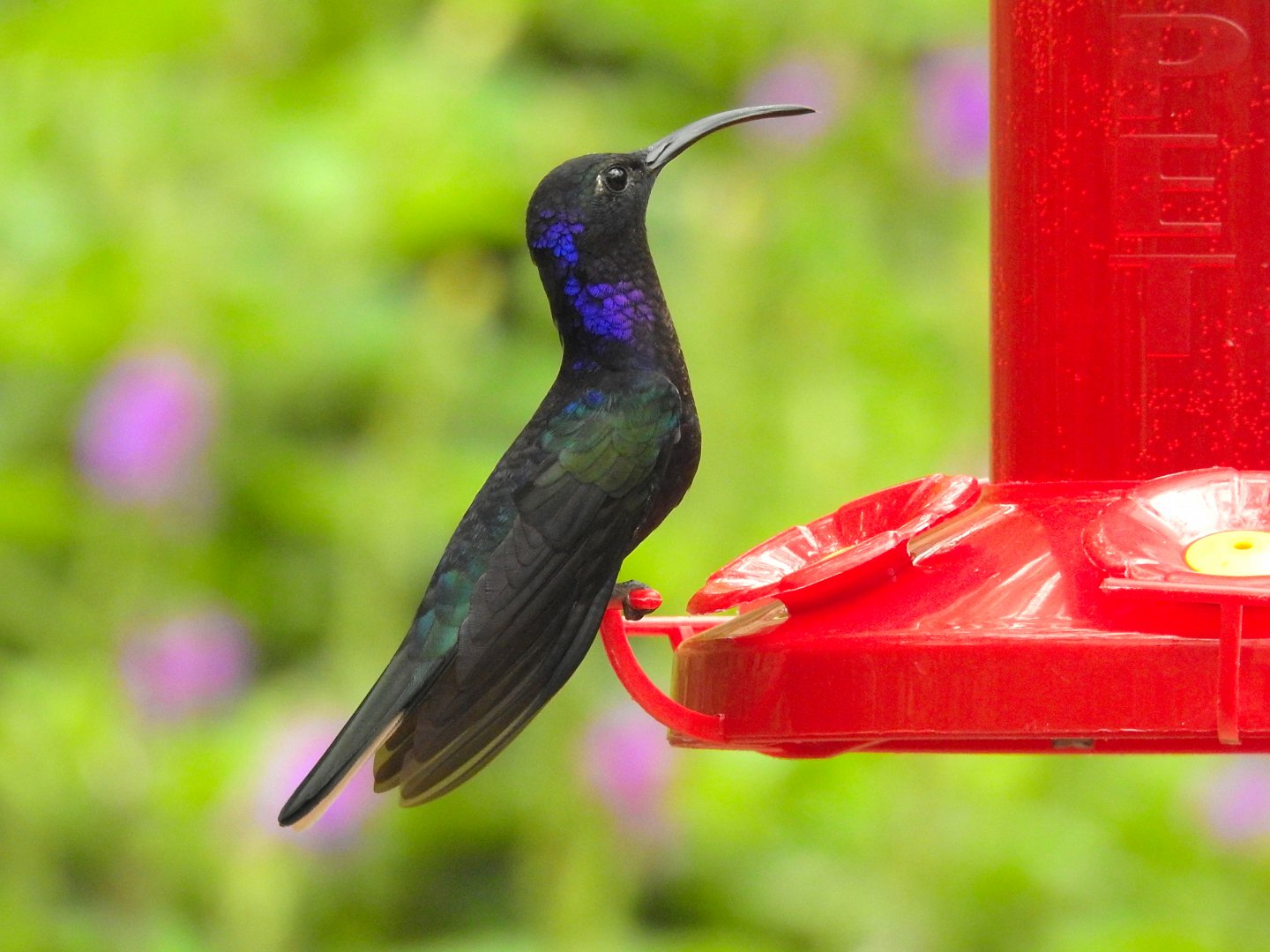 Violet Sabrewing