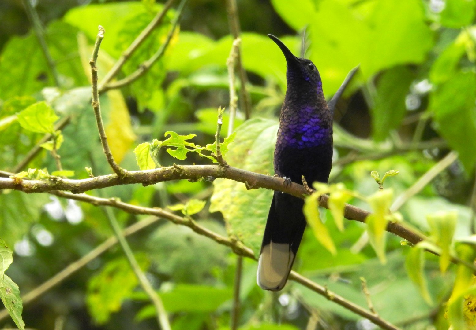 Violet Sabrewing