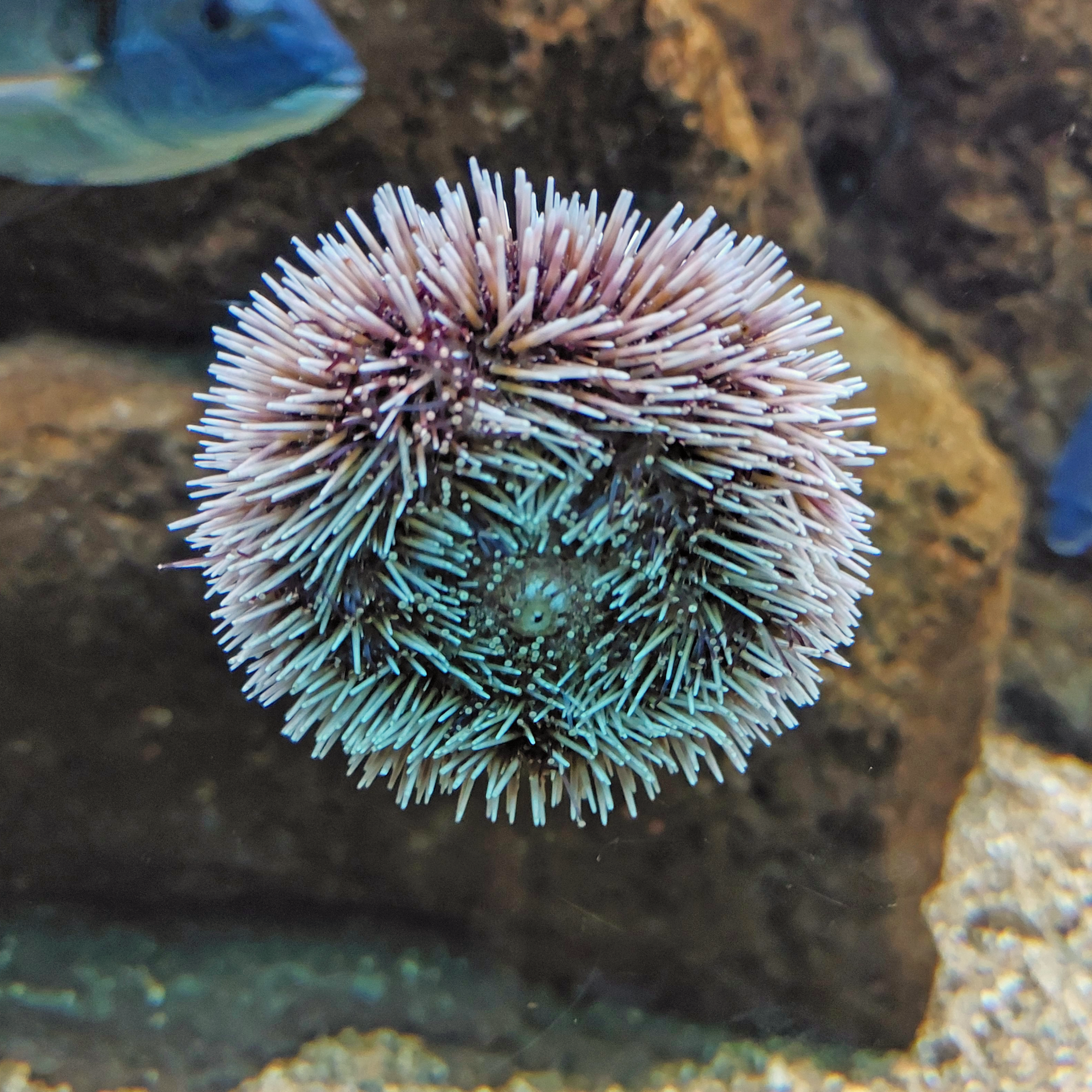 Violet sea urchin (Sphaerechinus granularis)