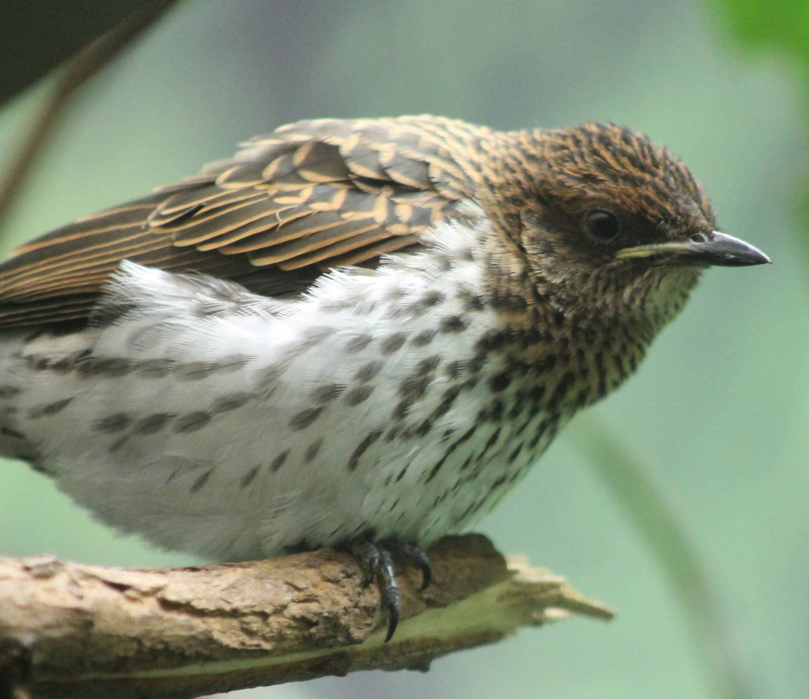 Violet starling female