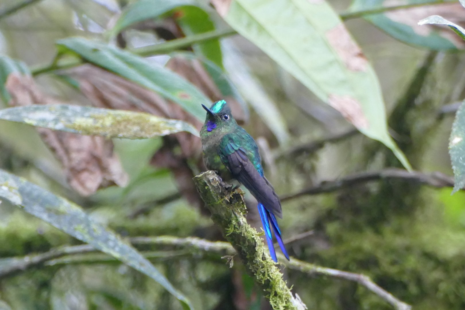 Violet-tailed Sylph