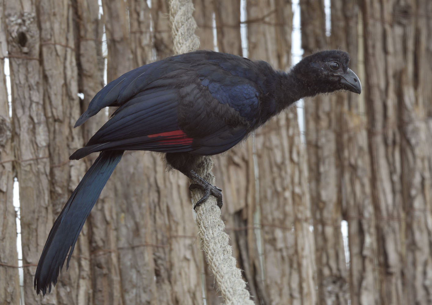 Violet tauraco fledgling