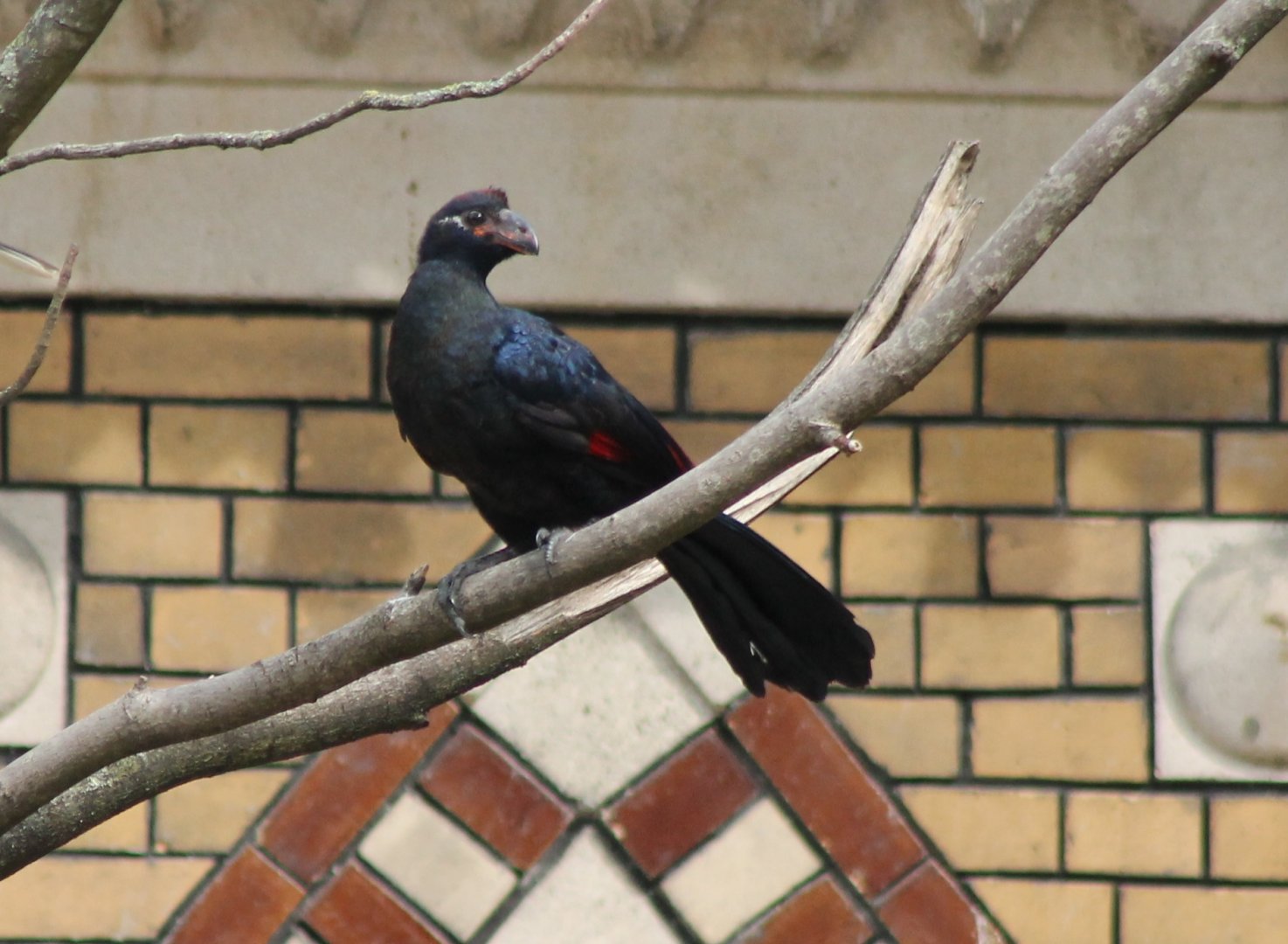 Violet touraco - juvenile