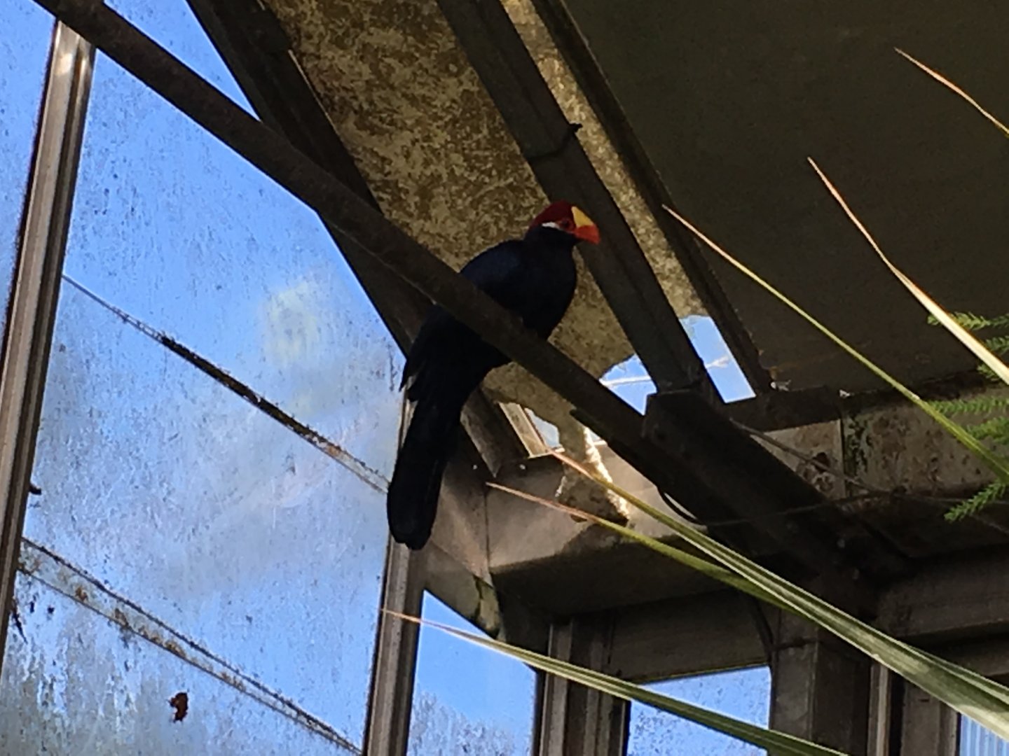 Violet turaco 010817
