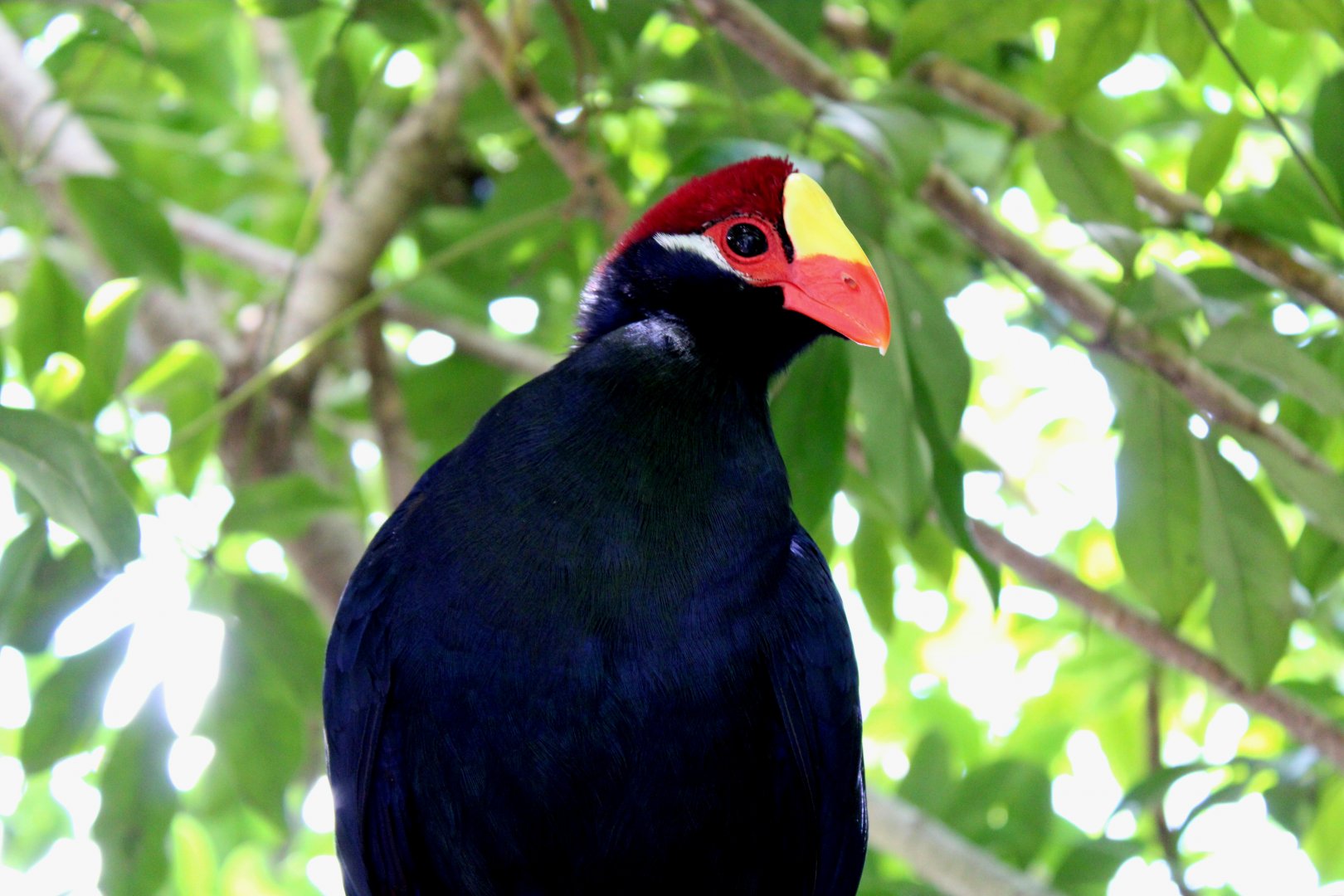 Violet Turaco - 16/08/25