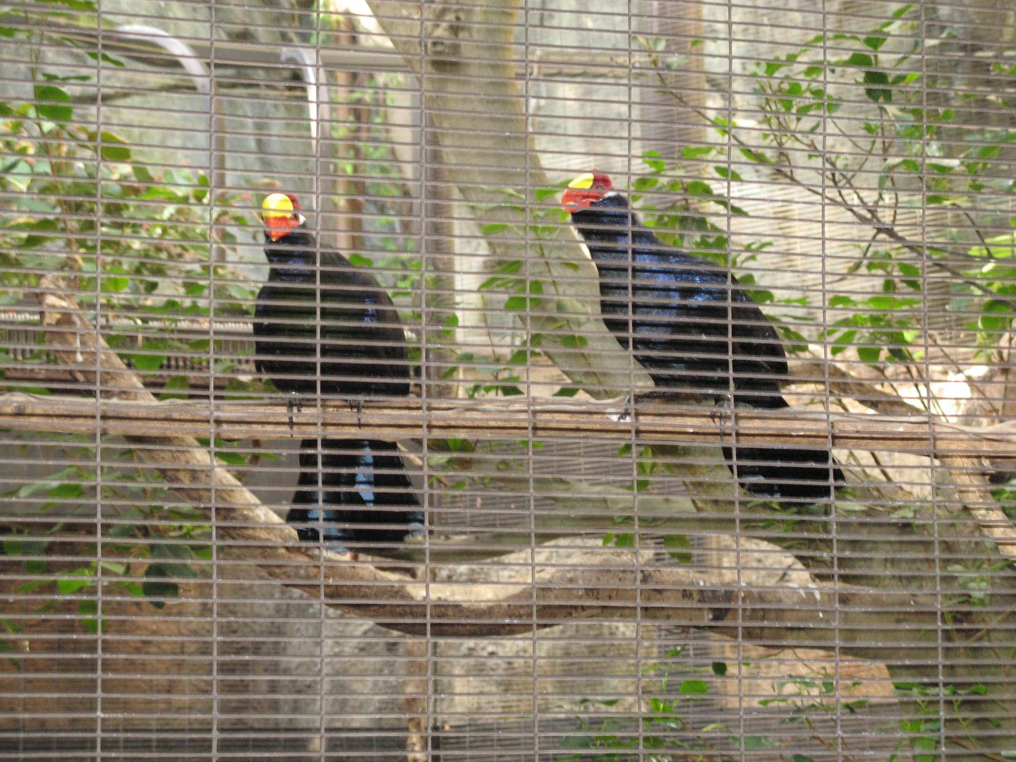 Violet Turaco (2008)