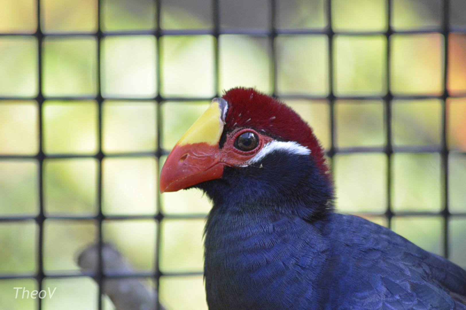 Violet turaco [2017]