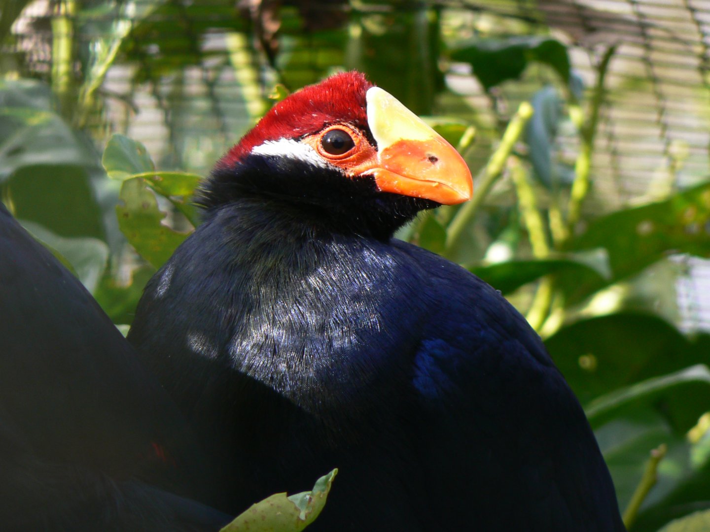 Violet Turaco - 4 March 2017