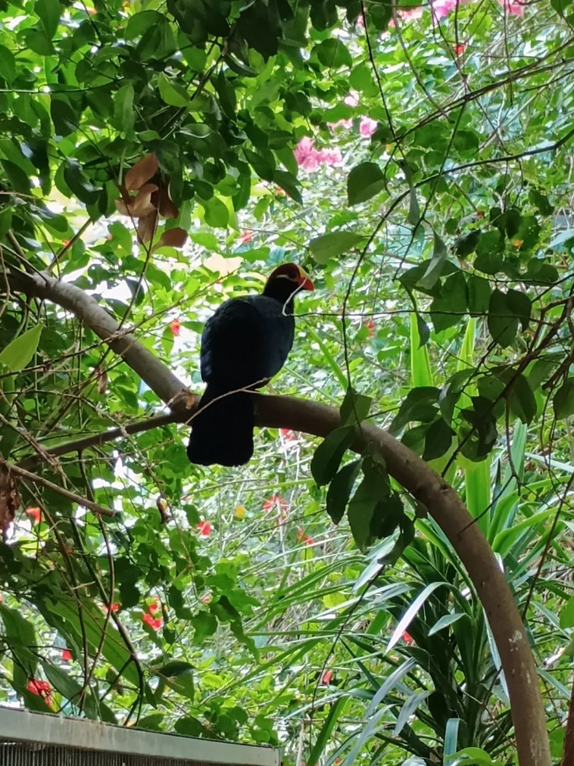 Violet Turaco (7/6/24)