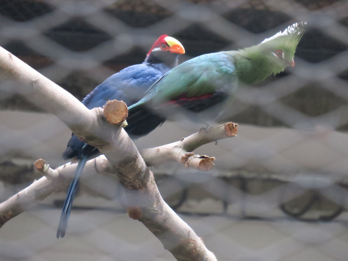 violet turaco and Knysna turaco