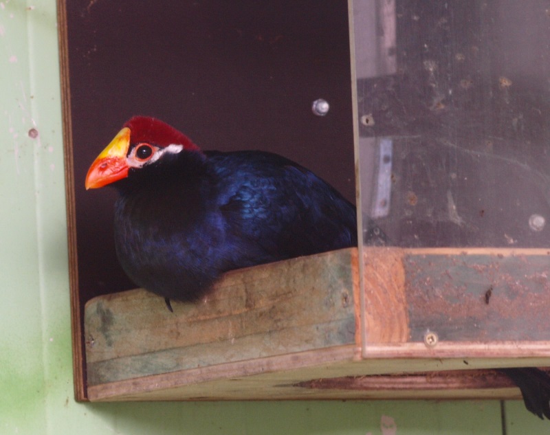 Violet turaco (April 19th, 2015)