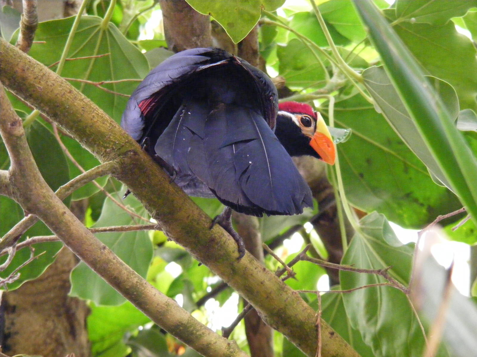 Violet turaco at Amazon World, 5 April 2010