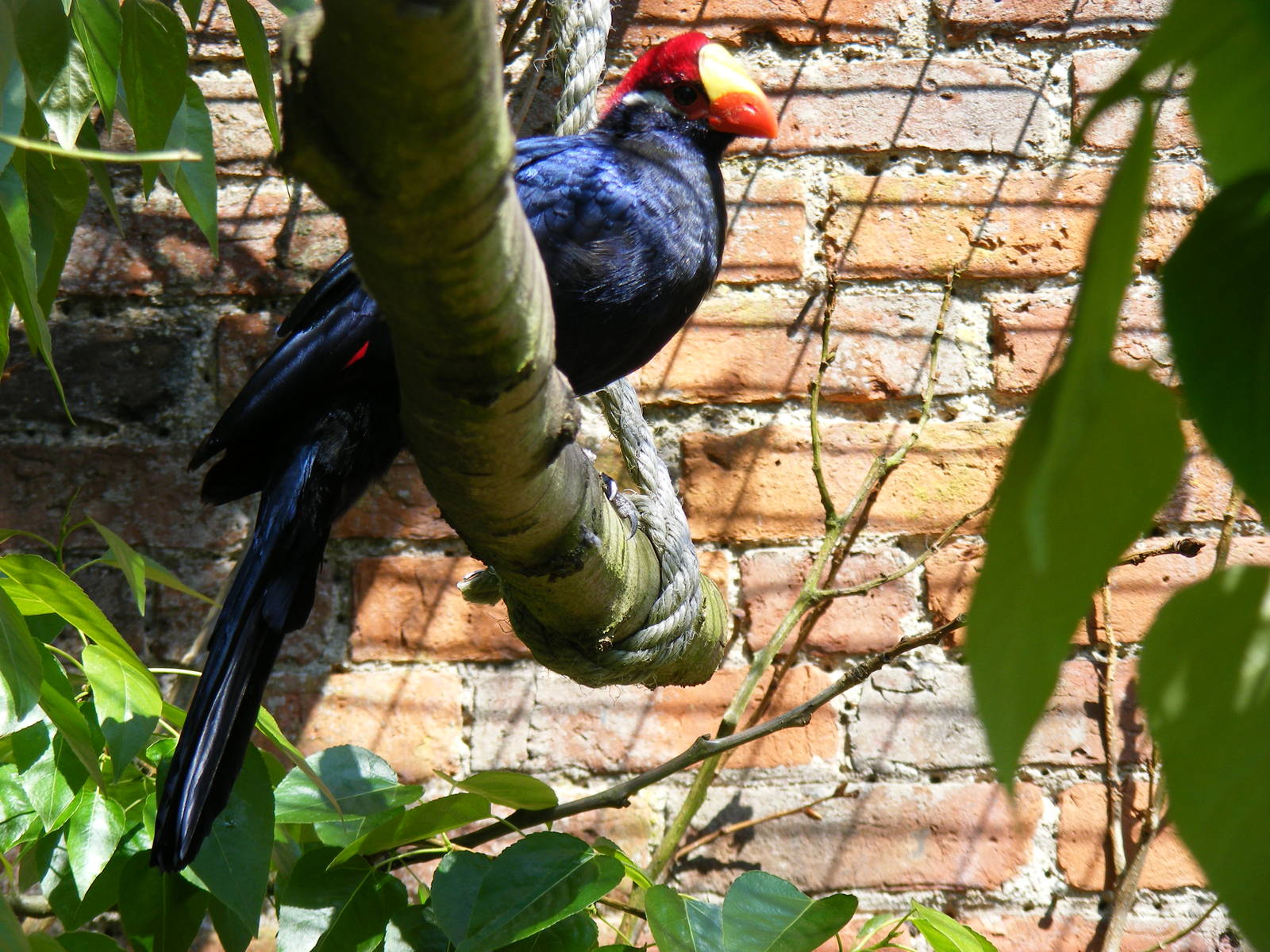 Violet turaco at Camperdown Wildlife Centre, 18 May 2010