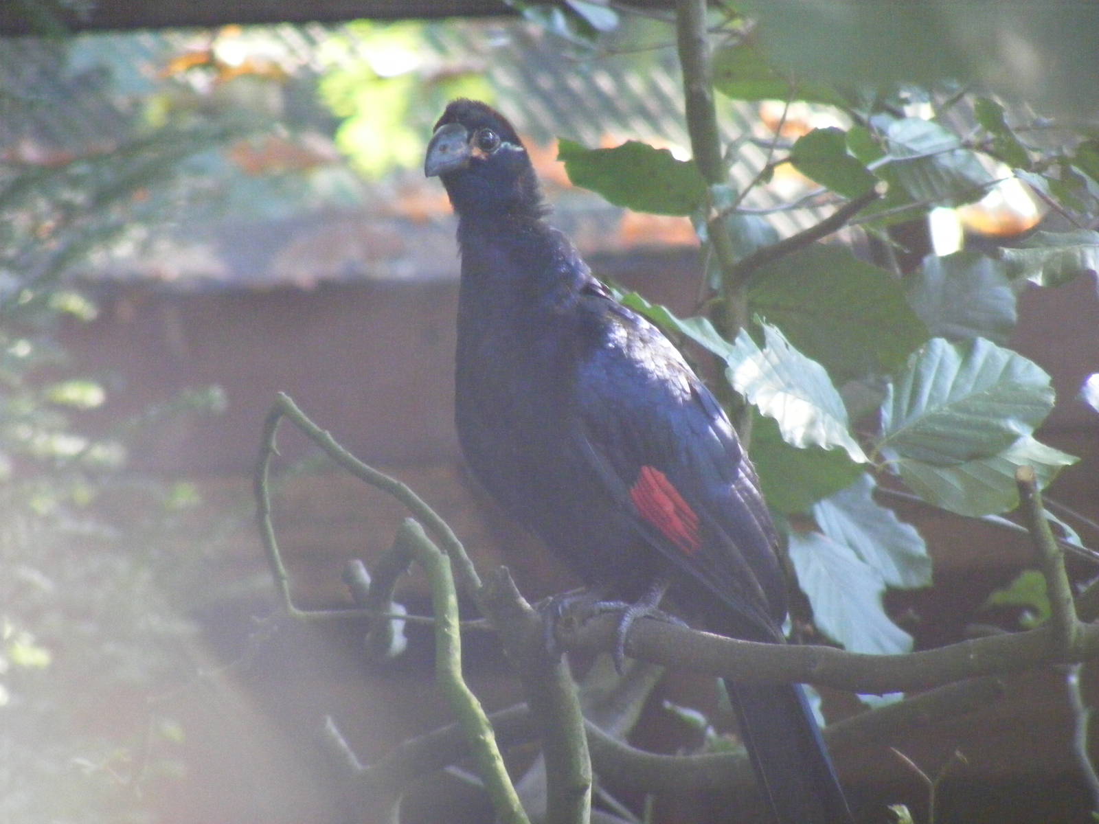 Violet turaco at Paultons Park, 2 October 2011