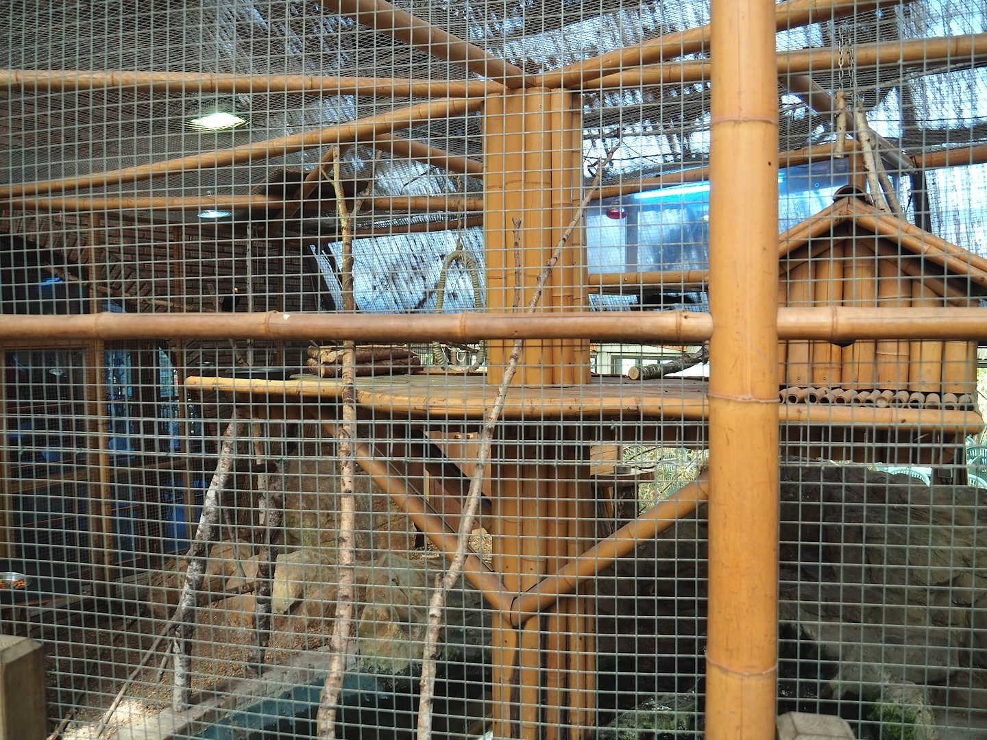 Violet turaco aviary, 2023-05-19