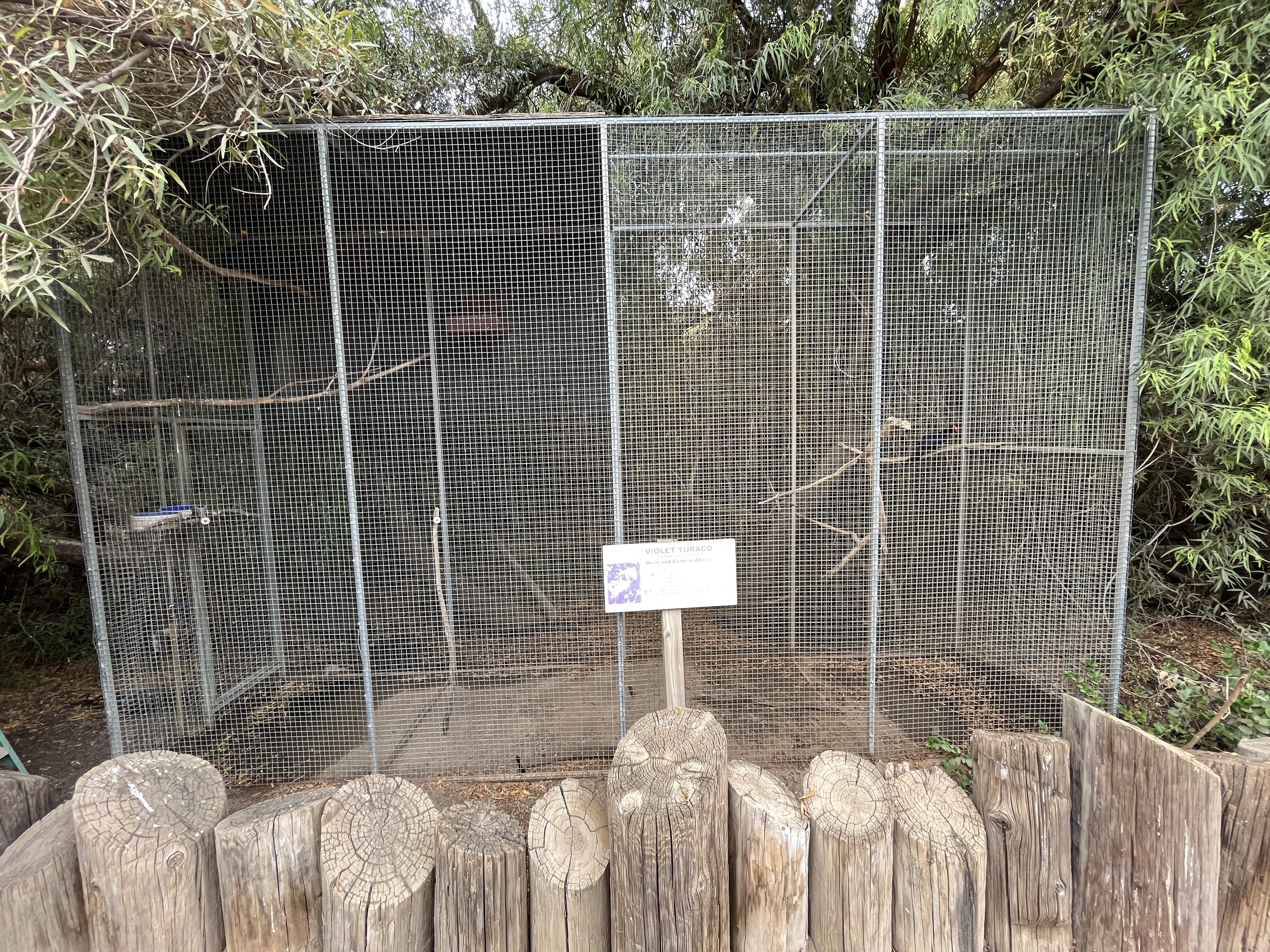 Violet Turaco Aviary