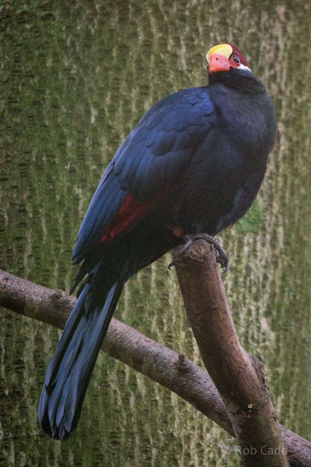 Violet turaco : Cotswold WP : 25 Oct 2014
