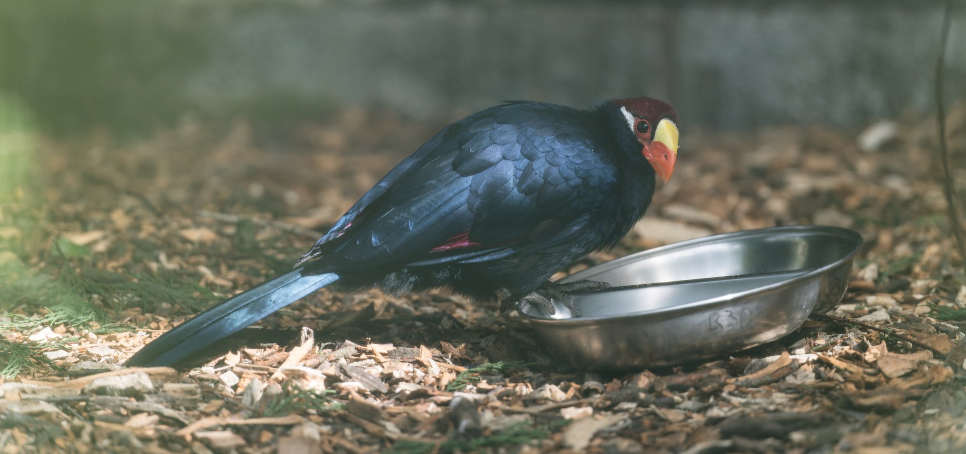 Violet Turaco , Dudley, UK