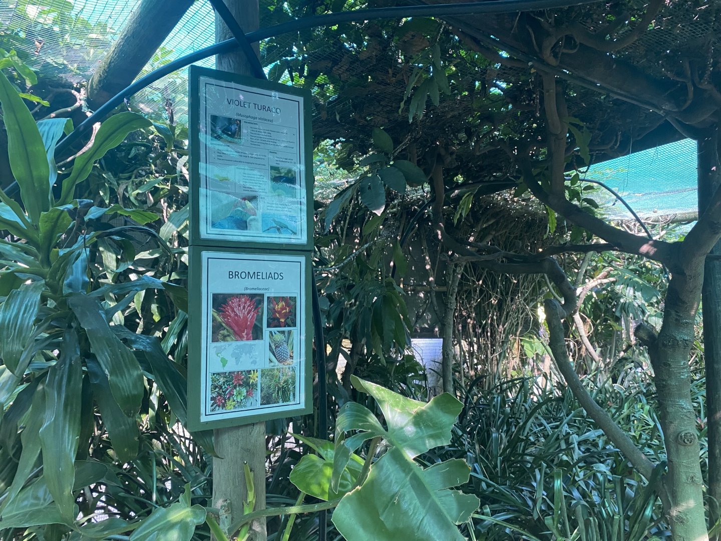 Violet Turaco Exhibit