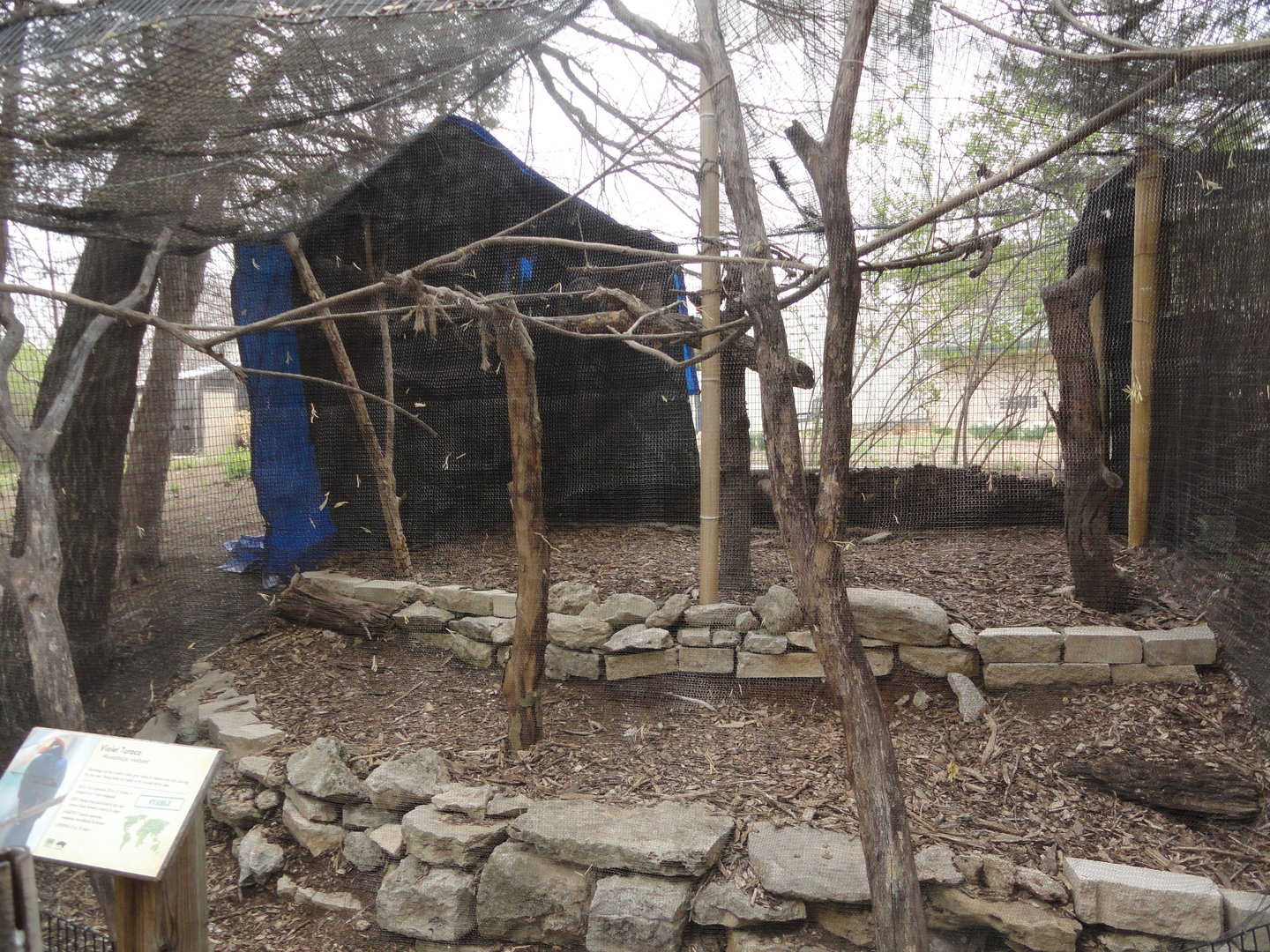 Violet Turaco Exhibit