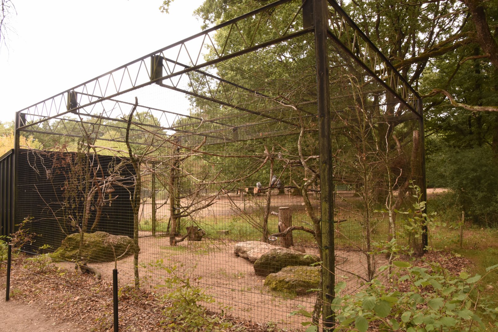 Violet Turaco & Grey Parrot aviary