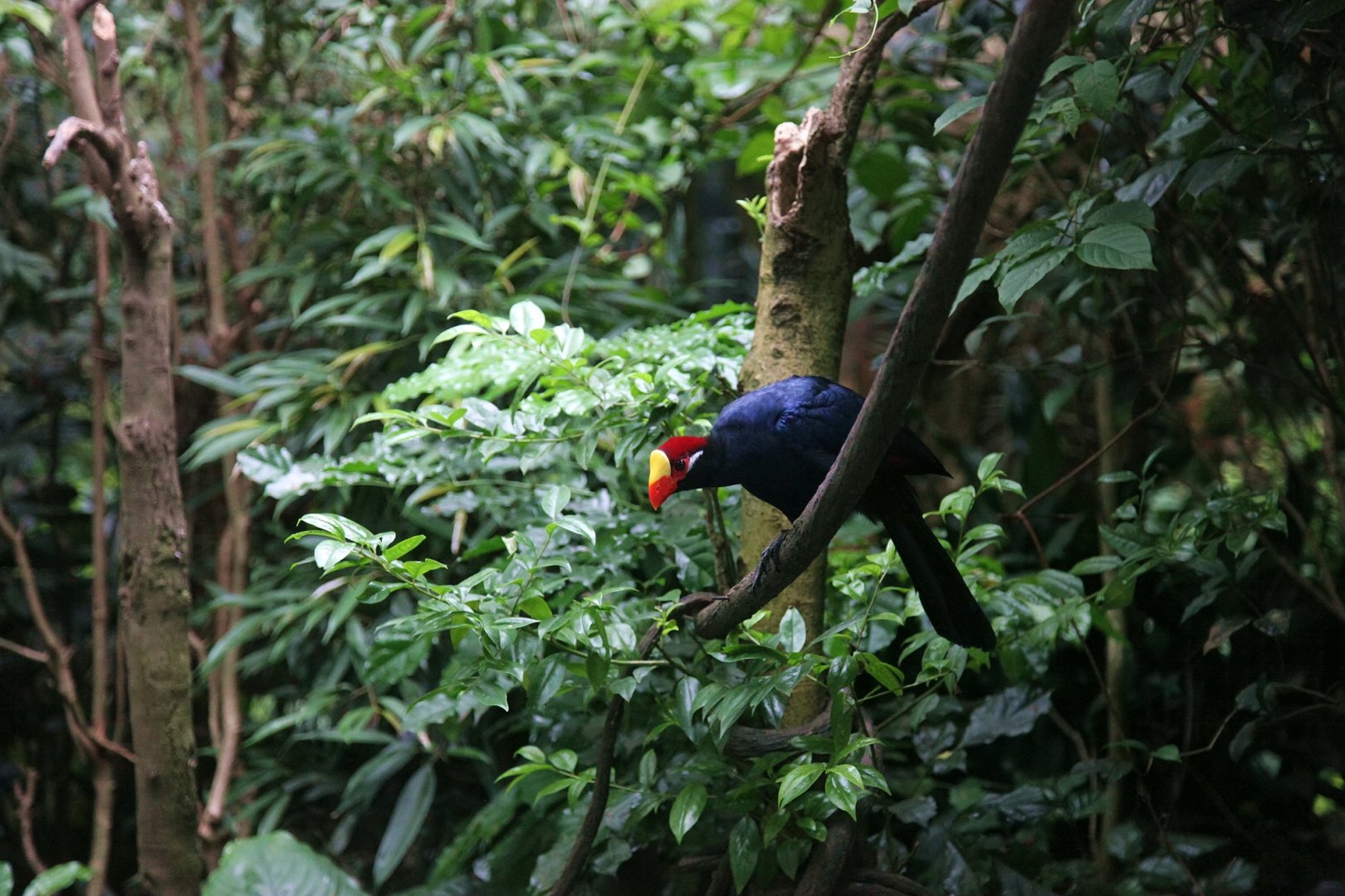 Violet turaco inside the free-flight aviary