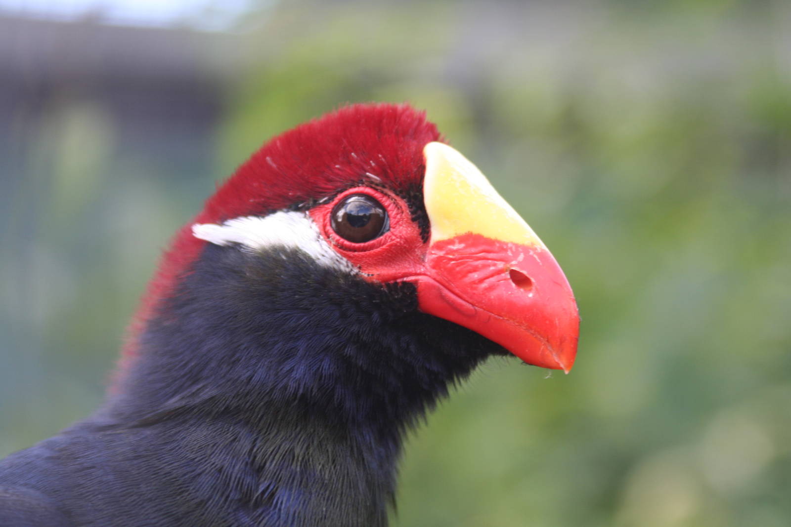Violet Turaco @ Lotherton; 24.09.09