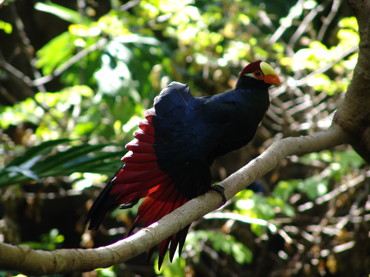 Violet Turaco (Musophaga violacea) stretching
