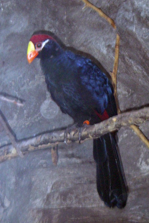 Violet Turaco (Musophaga violacea)